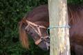  Le Maroc fete son Moussem a Evry-Bondoufle  - Les chevaux marocains Les Chevaux Marocains 079